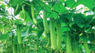 오이 재배 유인 방법 곁순 정리 수분 관리_1