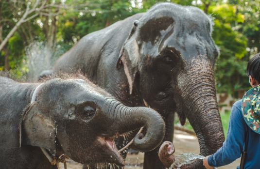 [1-2월 태국방콕 파타야치앙마이 여행준비물] 날씨 해외로밍 (2025최신)