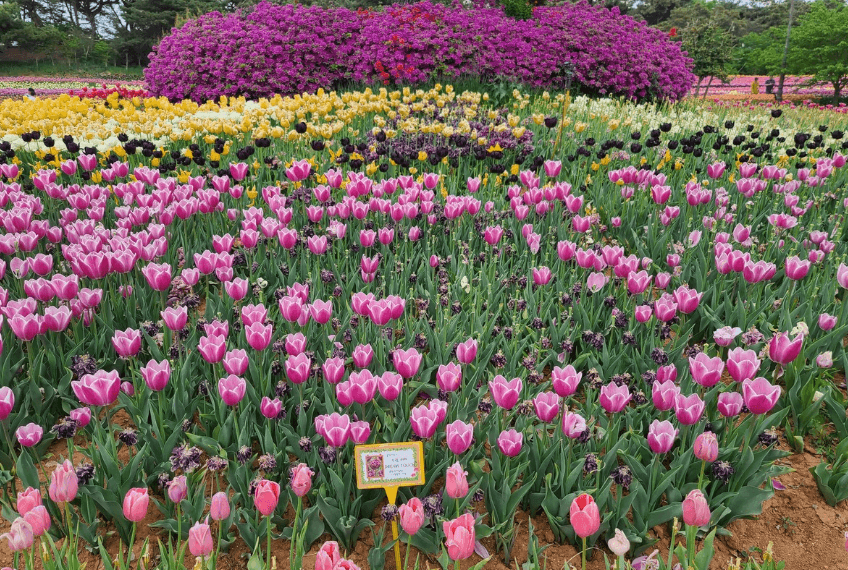 태안 튤립축제 인근 관광명소