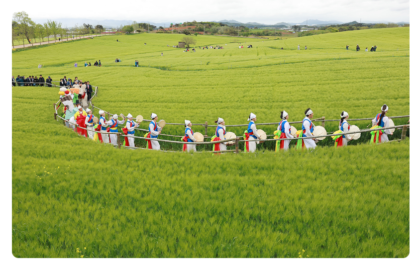 고창 청보리밭 축제