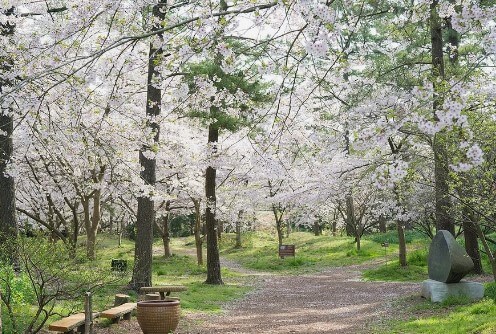 제주 한림공원 수선화 축제가 23년 1월 21일부터 2월 19일까지 제12회 수선화축제를 개최합니다. 1월부터 12월까지 365일 꽃을 관람할 수 있고 테마 별로 공간도 있어서 볼 거리가 많습니다.
