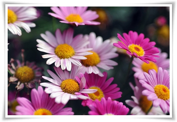 "마가렛" 상큼함으로 일상을 물들이는 꽃, 키우기부터 활용까지 완벽 가이드!