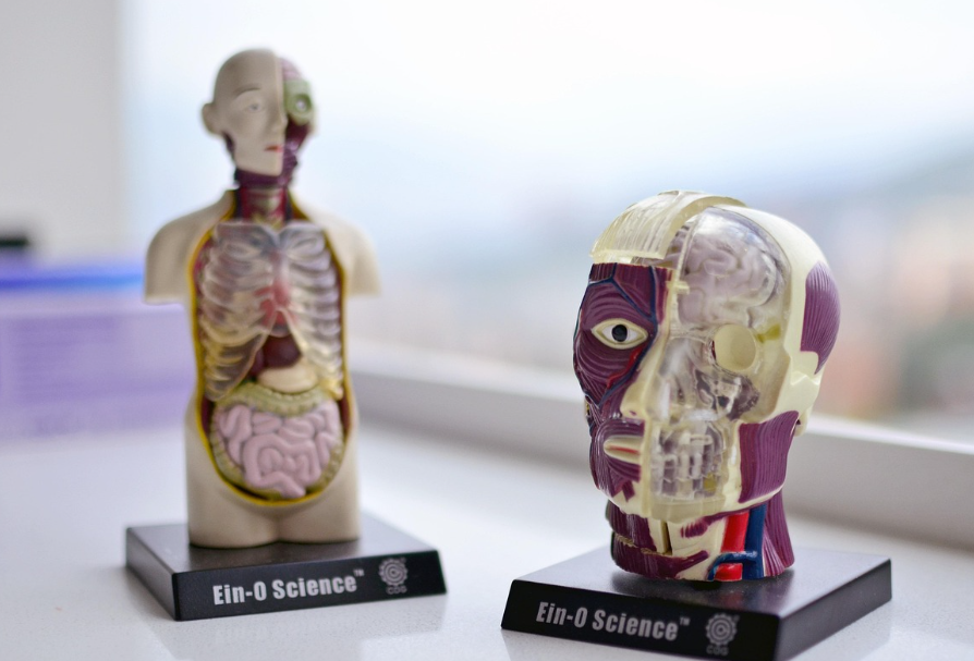 신체 장기의 모습