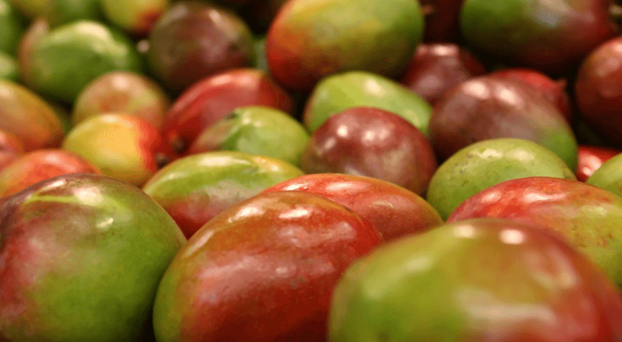 과일 망고 사진 - 5