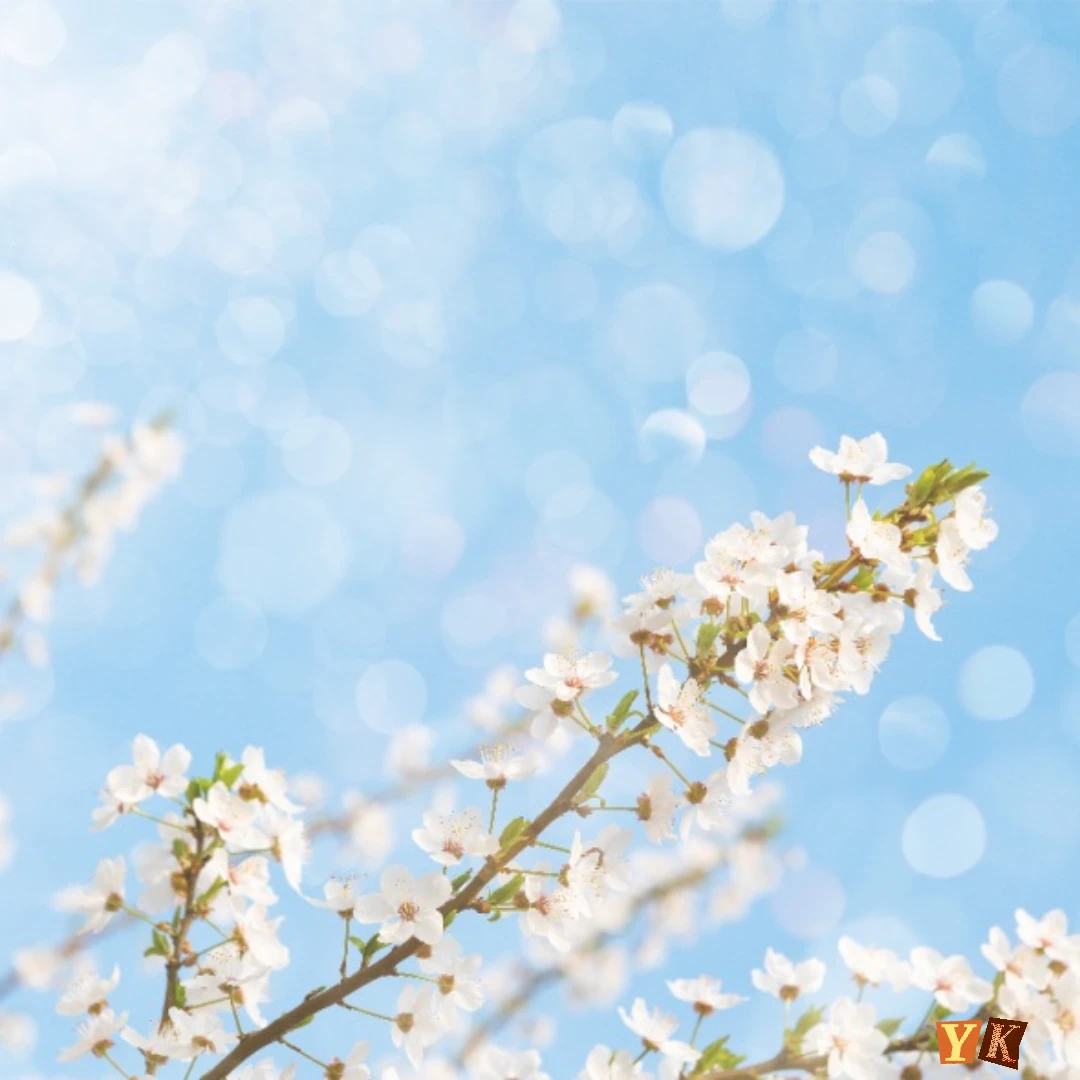 벚꽃 명소 추천 TOP10