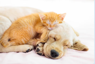 골든 리트리버.