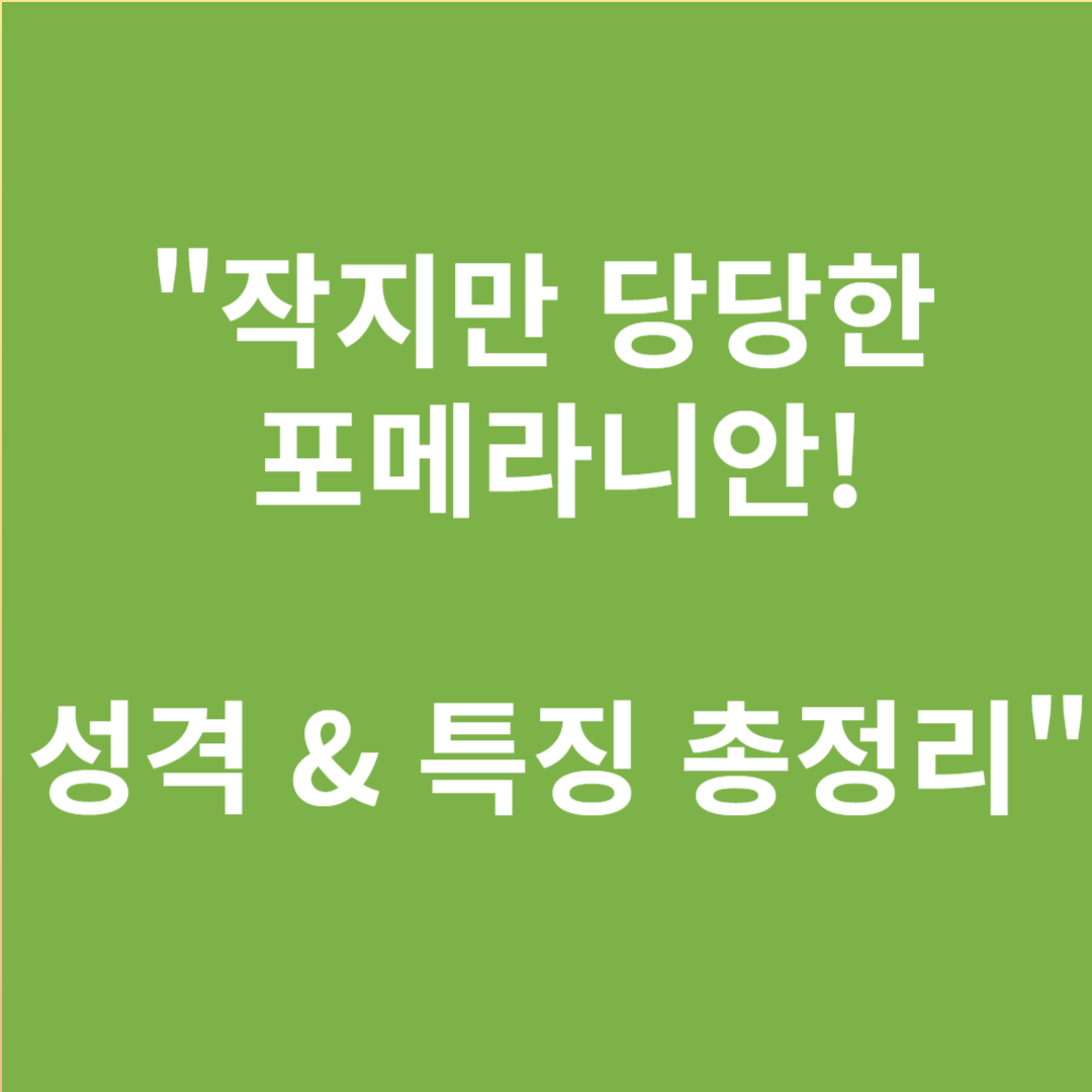 작은 사자 포메라니안 양육법