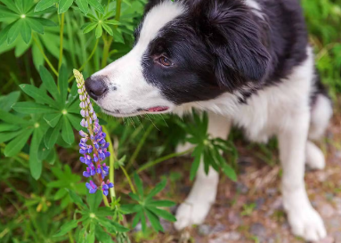 꽃 냄새를 맡는 개.