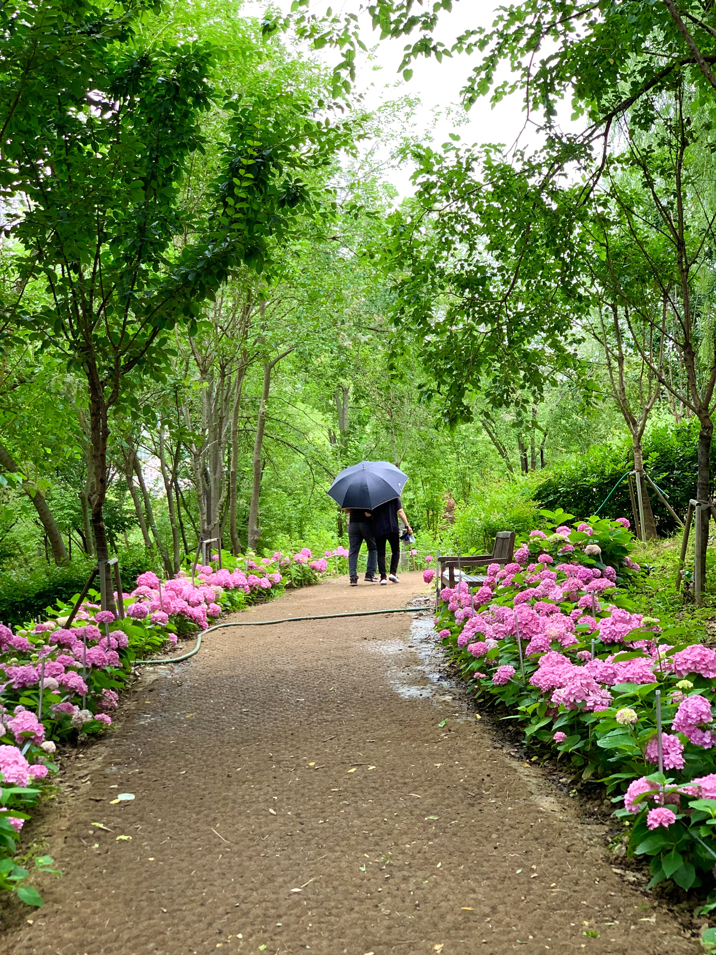 구미다온숲 수국핀 모습입니다.