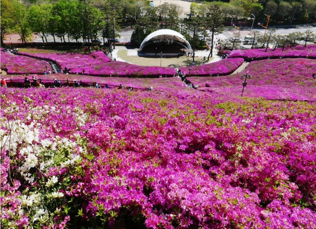 군포 철쭉축제.일정.가는길.주차장.2023년안내