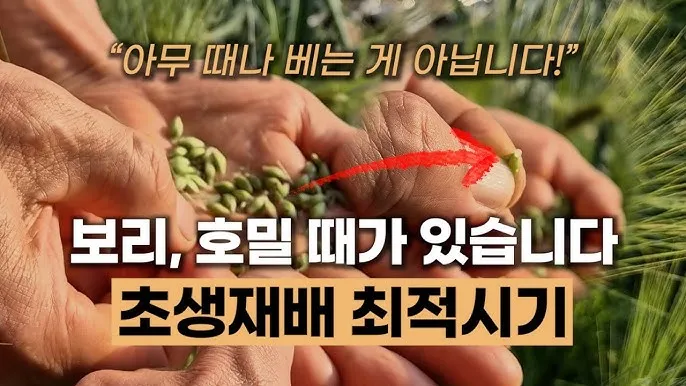 호밀 재배 가을 파종 추위 강함 사료용 수확_4