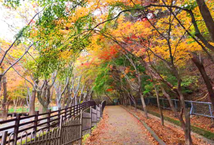 2025 팔공산 단풍 절정 시기 공개! 초보자도 즐기는 가을 등산코스 BEST