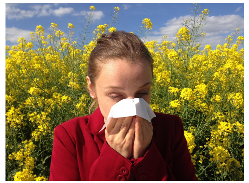 노란 꽃밭 앞에서 손수건으로 코를 막고 재채기하는 여성, 알레르기나 감기 증상을 보임