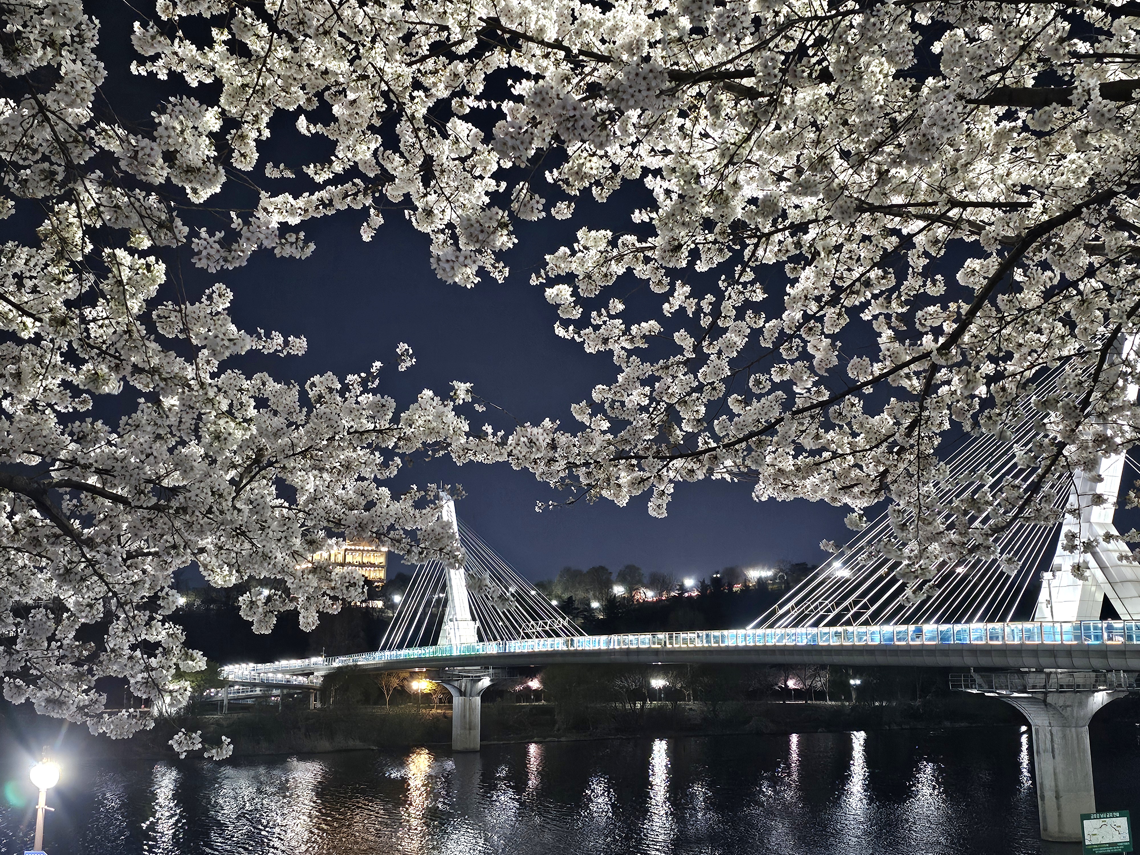 동촌유원지 벚꽃