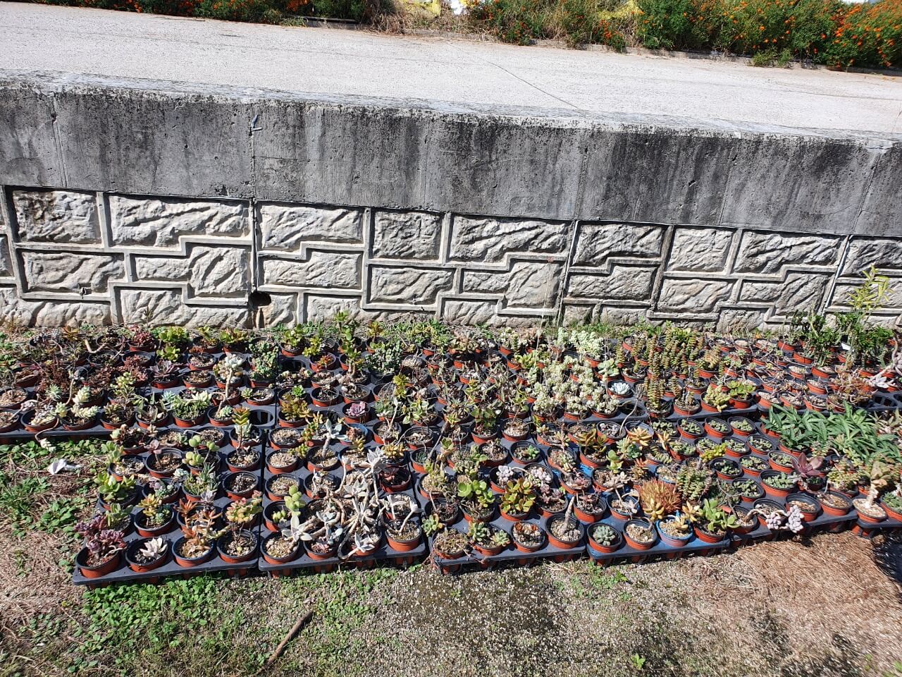 다육식물-판매점-외부