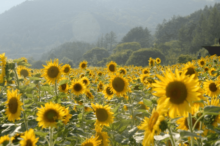 태백 해바라기축제