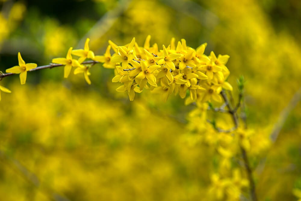 분당중앙공원 벚꽃 - 5