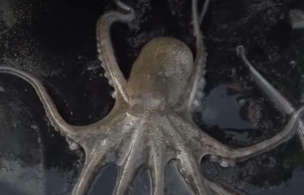 금방 잡아올린 6시내고향 대천항수산시장 쭈꾸미