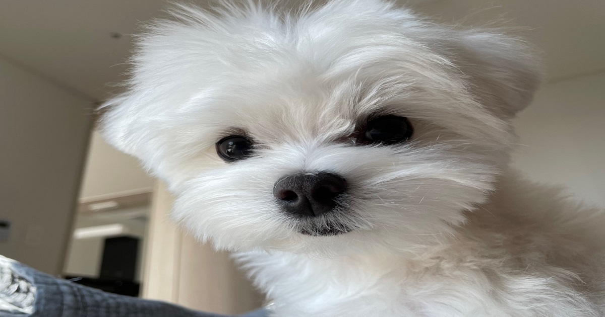 강아지-코까짐의-원인을-알고-적절한-대처방법으로-촉촉한-코를-유지하는-강아지