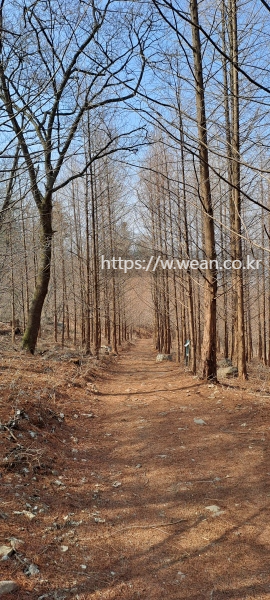 메타세쿼이아길이에요.