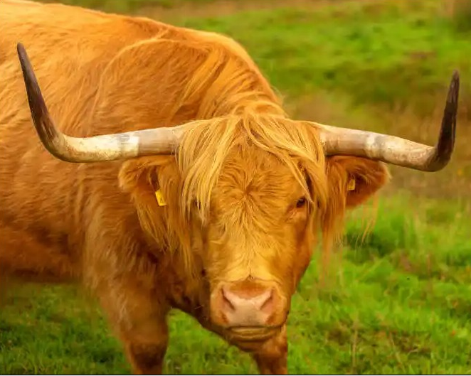 교각살우 - 구부러져 있는 소의 뿔을 반듯하게 할 수 있을까? (출처:바이두)