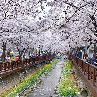 진해 군항제 사진입니다.
