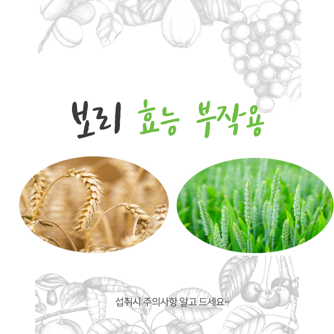 보리 효능 부작용