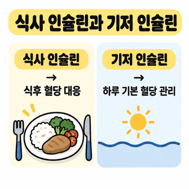 식사 인슐린과 기저 인슐린의 역할 차이를 식사와 하루 시간대 흐름으로 보여주는 그림