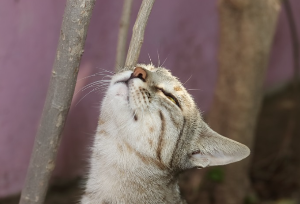 공기를 마시는 고양이
