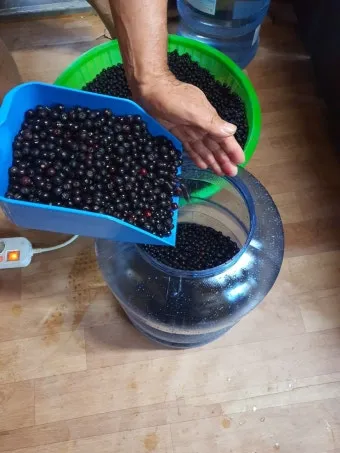 아로니아 효소만드는법과 효능효과 부작용 꽃 엑기스 활용법_20