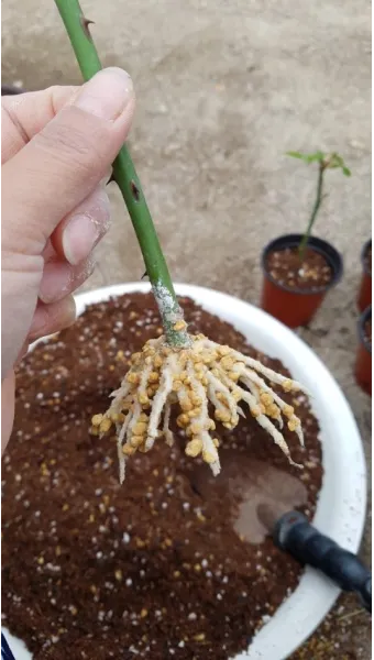 장미 삽목하는 방법 집에서 쉽게 번식하는 팁_6