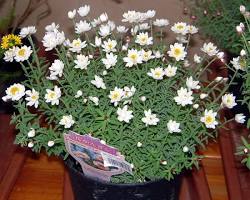 종이꽃(로잔테) 이미지 사진