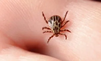 진드기 물린자국 대처법 참진드기 빨간 진드기 증상 확인_5