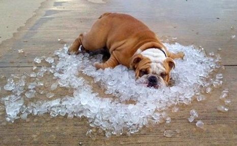 핫 썸머 생존법! 여름 더위 피하는 꿀팁 대공개