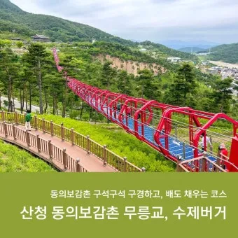 동의보감촌 꽃양귀비 축제 개화 시기와 볼거리_13