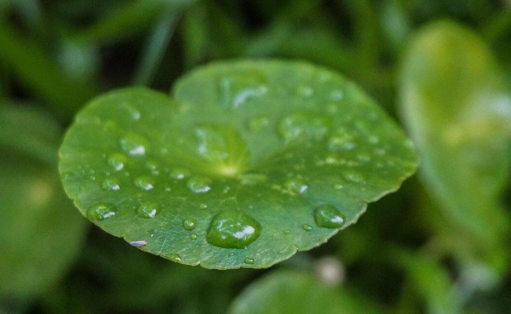 병풀추출물의 놀라운 진정 효과