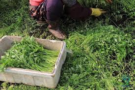 의령가례 밭미나리 축제 기본일정과 프로그램 소개