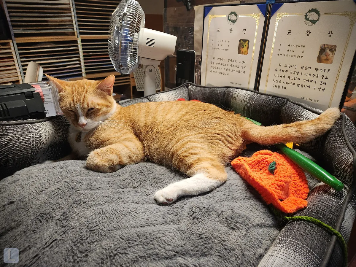 대구-동구-독립서점-심플책방-내부-쉬고-있는-고양이