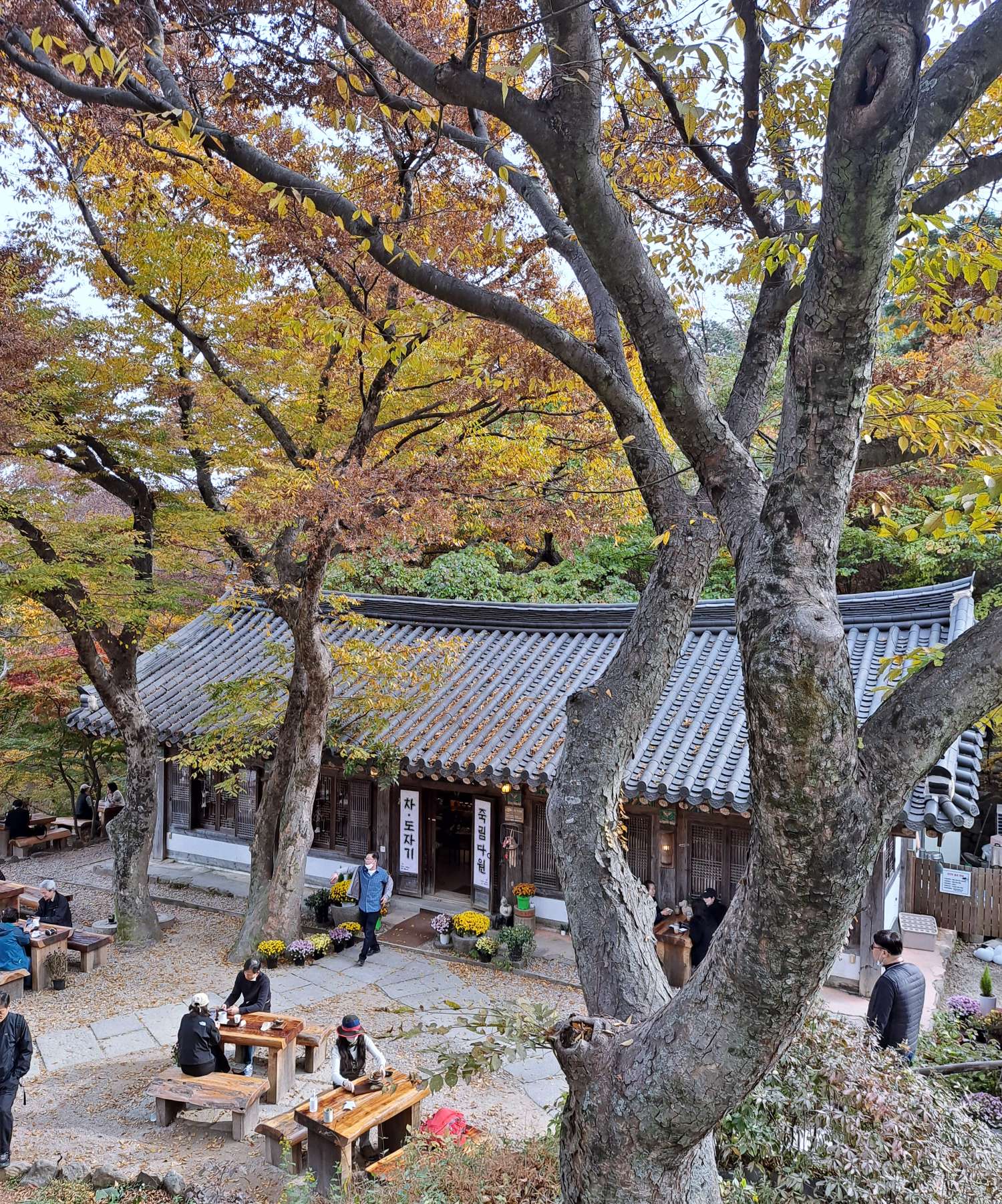 전등사 죽림다원