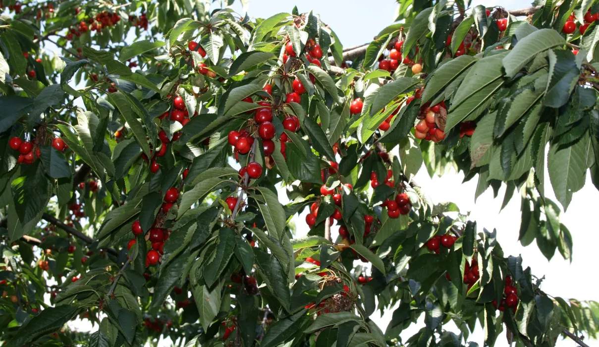 구기자-효능-부작용-하루-섭취량-관련-사진