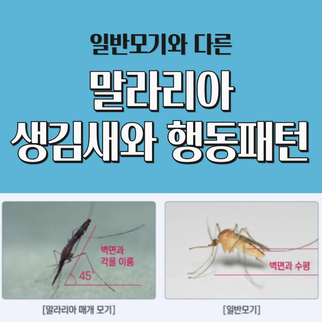 말라리아 모기 생김새와 행동 패턴: 모기와의 차이점