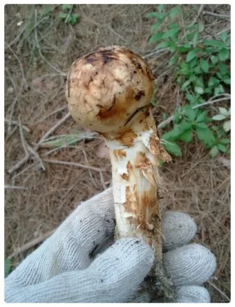 송이버섯 채취시기가격 정보를 확인_19