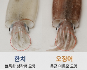 한치와 오징어 차이
