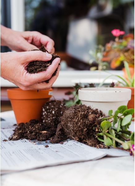 환기 부족한 집에서 뿌리 썩음 예방 시스템 구축: 수분 순환·근권 산소·환경 변수 제어 기반 실험적 관리법