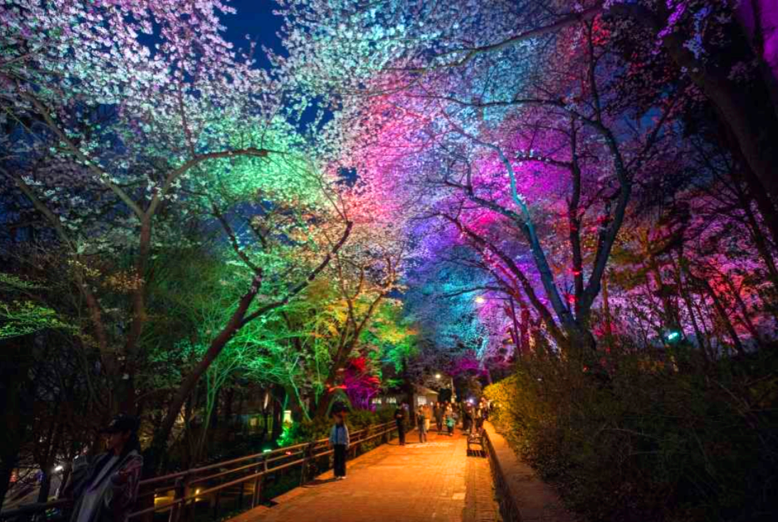 자유공원 벚꽃축제