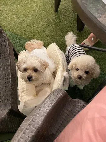 강아지 동반 애견 동반 여행 국내 베스트 10_7