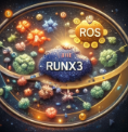 RUNX3 유전자와 항산화 시스템의 상호작용