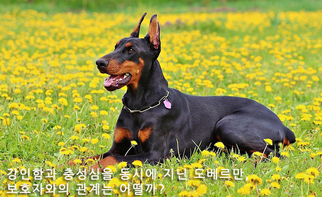 강인한 외모 속 숨겨진 충성심, 도베르만은 어떤 성격일까?