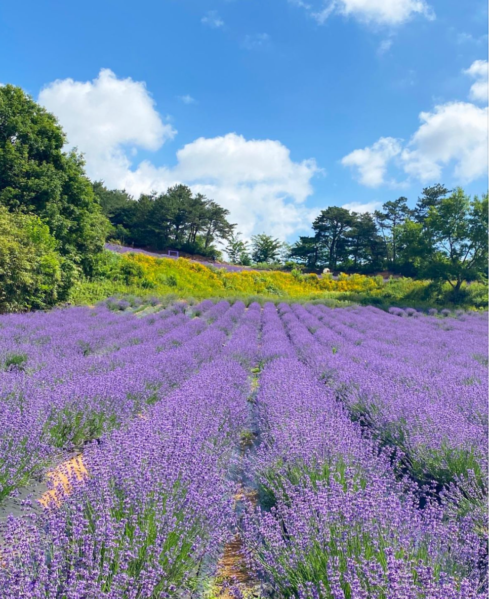 고창 청농원 라벤더 축제