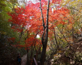 단풍시기(예상&middot;절정)_2